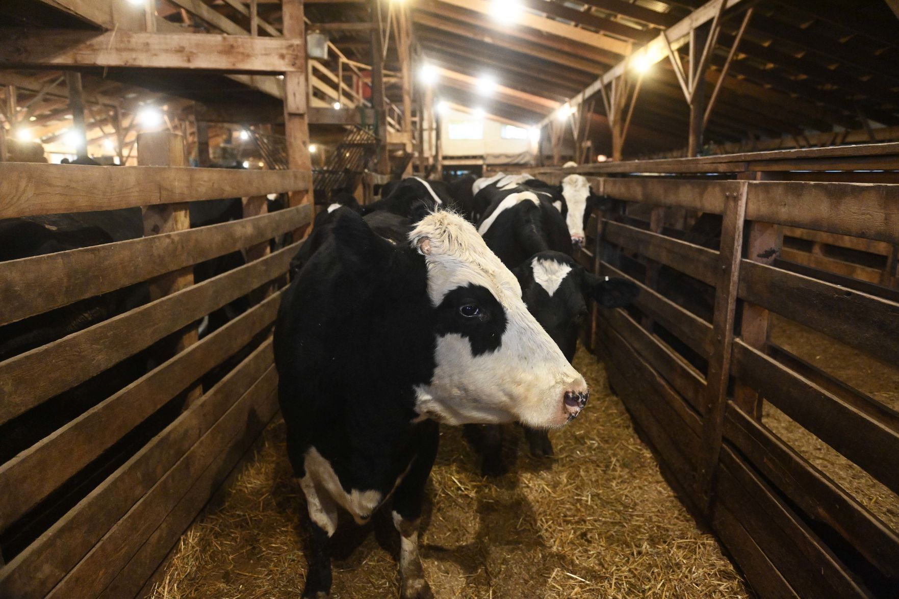 Carlisle Livestock Auction 3.JPG
